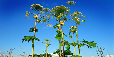 Долги по муниципальным контрактам и борьбу с борщевиком обсудили в Пскове - 2023-04-30 10:05:00 - 2