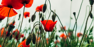 На территории Псковской области пройдет операция «Мак-2023» - 2023-07-03 16:05:00 - 2