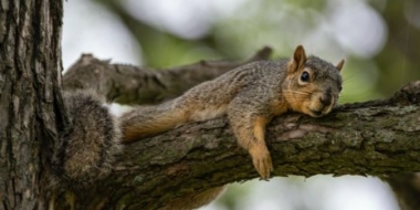 В России стало больше лосей, косуль и колонков, но меньше белок и кабарги - 2022-03-08 20:00:00 - 2