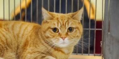 Акция добра и помощи бездомным животным проходит в Великих Луках - 2022-03-22 16:05:00 - 2