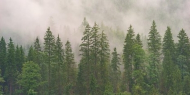 МЧС напоминает правила пожарной безопасности в лесу - 2021-06-12 18:00:00 - 2