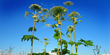 17 миллионов направят на борьбу с борщевиком Сосновского в Псковской области - 2023-04-27 15:05:00 - 2