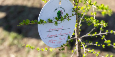 В Пскове посадили «Сад памяти» - 2023-05-11 12:05:00 - 2