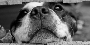 Во втором чтении может быть принят закон, защищающий питомцев - 2021-03-28 12:00:00 - 2 Во втором чтении может быть принят закон, защищающий питомцев - 2021-03-28 12:00:00 - 2