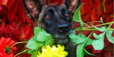 Кинологи СЗФО заняли большинство призовых мест в всероссийском фотоконкурсе - 2023-05-31 13:05:00 - 2