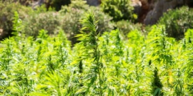 На территории региона проводится оперативно-профилактическая операция «Мак-2021» - 2021-06-09 12:36:00 - 2