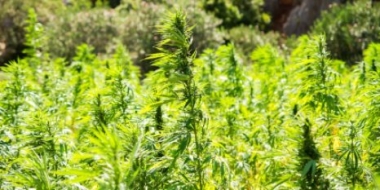 В Псковской области продолжается операция «МАК-2021» - 2021-06-25 14:13:00 - 2