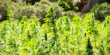 В Псковской области начался очередной этап антинаркотической операции «Мак» - 2023-08-08 15:05:00 - 2