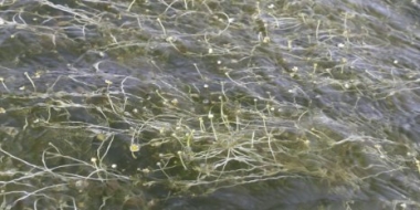 Ученым удалось застать уникальное природное явление - 2021-09-26 14:00:00 - 2