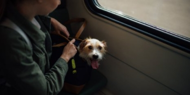 В России могут изменить правила провоза животных в салоне самолета - 2022-07-11 18:00:00 - 2