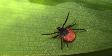 За неделю в Псковской области 195 человек пострадали от укусов клещей - 2021-05-27 15:13:00 - 2