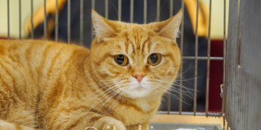 Псковский приют для животных «Шанс» завершит строительство на новом участке - 2023-06-09 11:35:00 - 3