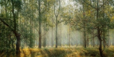 В июне в Псковской области прогнозируется неустойчивый характер погоды - 2021-06-01 15:13:00 - 2