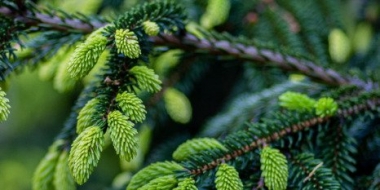 В России продлена лесная амнистия - 2023-01-03 13:00:00 - 2