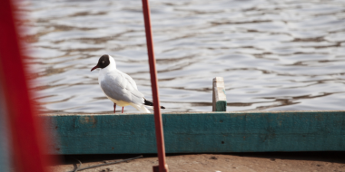 Запрет на использование моторных плавсредств действует в Псковской области - 2024-04-06 14:05:00 - 2