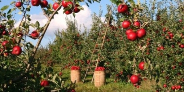В Великих Луках можно взять в аренду участок для садоводства - 2021-11-19 15:03:00 - 2