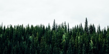 Госсовет по экологии обсудил участие волонтеров в охране и восстановлении лесов - 2021-09-04 14:00:00 - 2