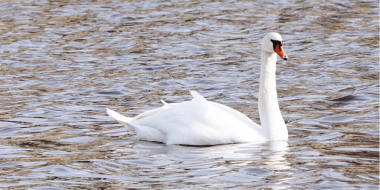 Усилиями ТОСа благоустроили берег Фотьевского озера в Великолуском районе - 2023-08-04 11:35:00 - 2