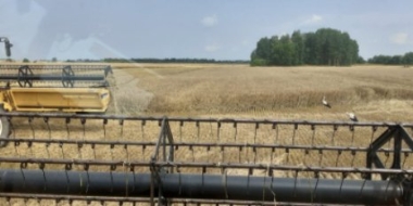 Сельхозпроизводители Псковской области начали уборку зерновых - 2021-07-23 09:35:00 - 2