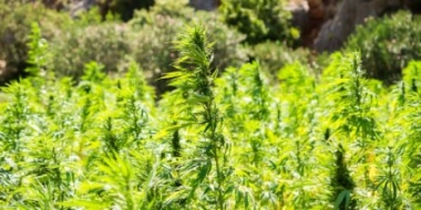 Великолучанин выращивал коноплю на дачном участке - 2021-09-06 09:13:00 - 2