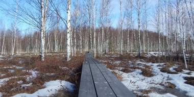 Столовую косуль и кузницу дятла посетили специалисты в Полистовском заповеднике - 2024-03-25 17:05:00 - 2