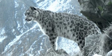 В России появится программа восстановления снежного барса - 2021-12-19 19:00:00 - 2