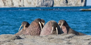 В России отметили День моржа - 2022-11-27 20:00:00 - 2