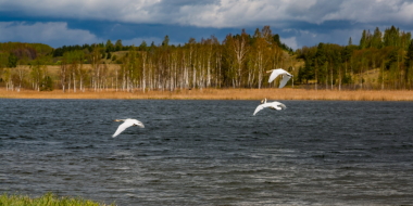 Запутавшегося в леске изборского лебедя спасли - 2023-05-10 11:35:00 - 2