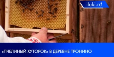 Великолучане могут увидеть, как живут пчелы - 2021-07-06 20:00:00 - 2