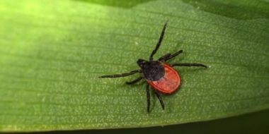 Противоклещевая обработка пройдет в Великих Луках - 2021-05-20 12:36:00 - 2