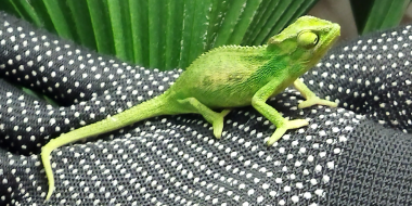 Неучтенного «пассажира» самолета поселили в Ленинградском зоопарке - 2023-04-03 17:35:00 - 2