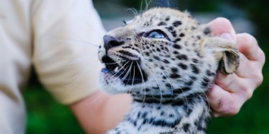 Двухмесячных котят леопарда обследовали специалисты - 2022-09-18 20:00:00 - 2