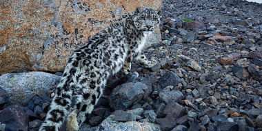 В России более 50% снежных барсов обитают на Алтае - 2023-04-29 11:00:00 - 2