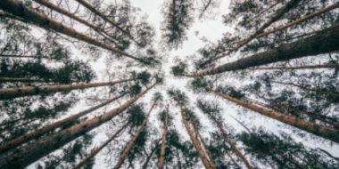 Реализуется третий этап строительства парка в Зелёной зоне в Великих Луках - 2021-09-10 09:13:00 - 2