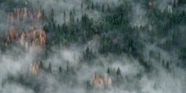 На борьбу с лесными пожарами выделены 2,8 млрд рублей - 2021-06-20 18:00:00 - 2