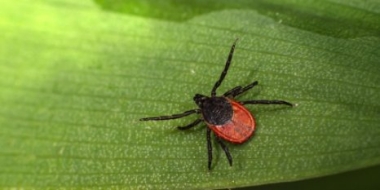 35 жителей Псковской области пострадали от укусов клещей за неделю - 2021-08-12 14:55:00 - 2