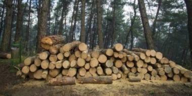 Житель Псковского района осужден за незаконную рубку леса - 2021-06-25 15:36:00 - 2