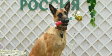 Более 6,5 тысяч собак: прошла крупнейшая кинологическая выставка «Россия 2023» - 2023-06-14 12:05:00 - 2