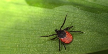 Роспотребнадзор проводит «горячую линию» по профилактике клещевого энцефалита - 2021-05-19 09:56:00 - 2