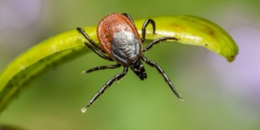 В Пскове и Великих Луках открыты пункты по приему и исследованию клещей - 2021-06-04 15:45:00 - 2