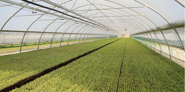 В Псковской области высадили почти 300 тысяч хвойных растений - 2023-06-26 14:35:00 - 2