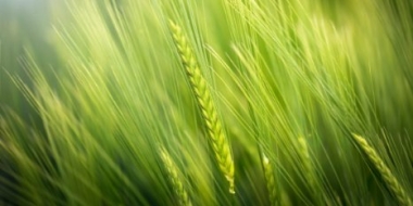 10,4 млрд рублей аграрии получат от правительства - 2021-10-03 14:00:00 - 2