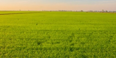 Во всех районах Псковской области завершены посевные работы - 2021-06-18 11:36:00 - 2