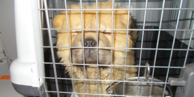 12 домашних питомцев из-за нарушений ветеринарных требований не пустили в регион - 2024-03-29 09:05:00 - 2