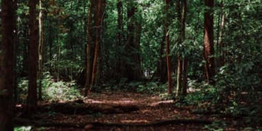 Спасатели в Гдове вывели из леса шесть человек - 2021-08-30 11:34:00 - 2