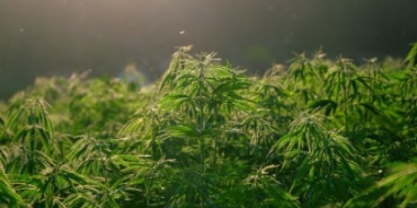 На территории Псковской области продолжается операция «Мак-2021» - 2021-06-16 12:57:00 - 2