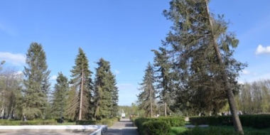 Возле Краеведческого музея заменят ели - 2022-05-14 11:00:00 - 2