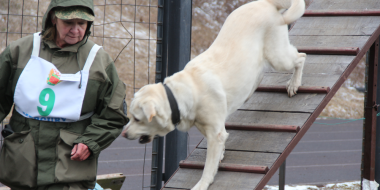 Кинологи Псковской области стали вторыми на соревнованиях СЗФО - 2024-04-25 16:35:00 - 2