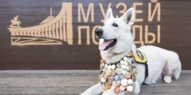 Жителям Псковской области предложили нарисовать собак-героев - 2021-06-25 11:13:00 - 2