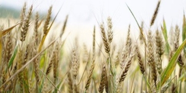 В России собрали рекордно много зерна - 2022-10-23 18:00:00 - 2